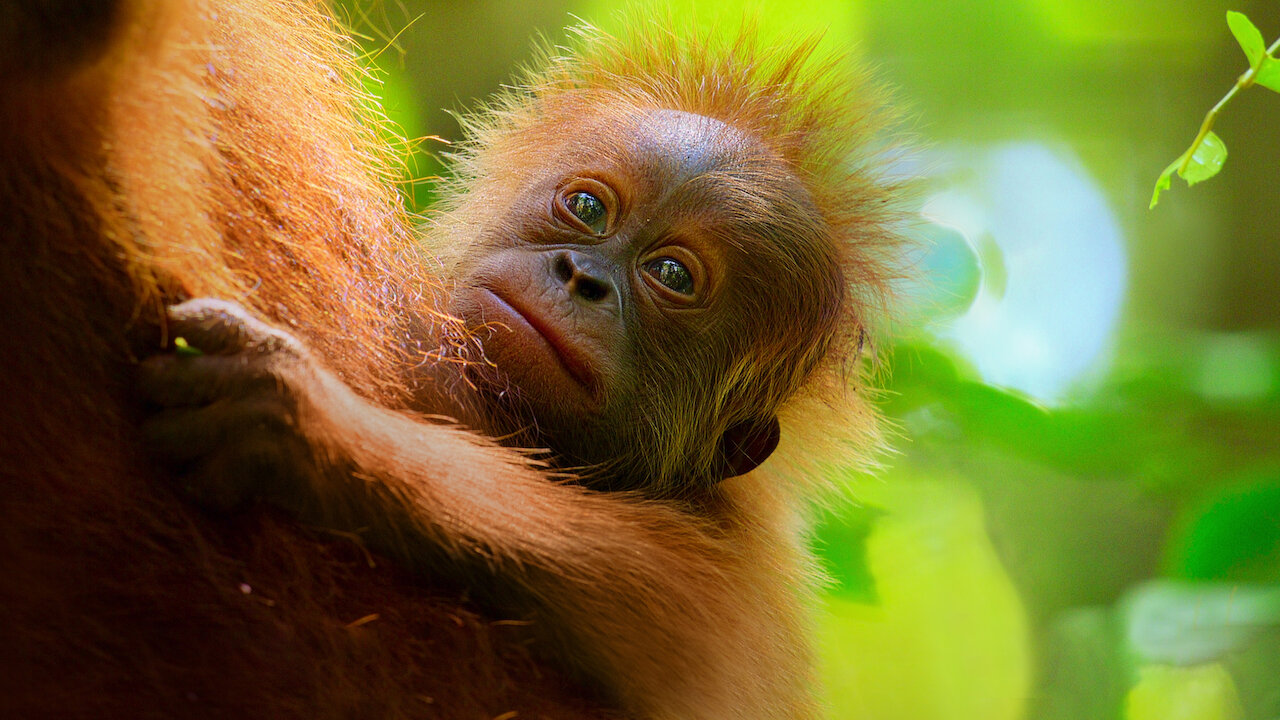 La vida secreta de los orangutanes | Sitio oficial de Netflix